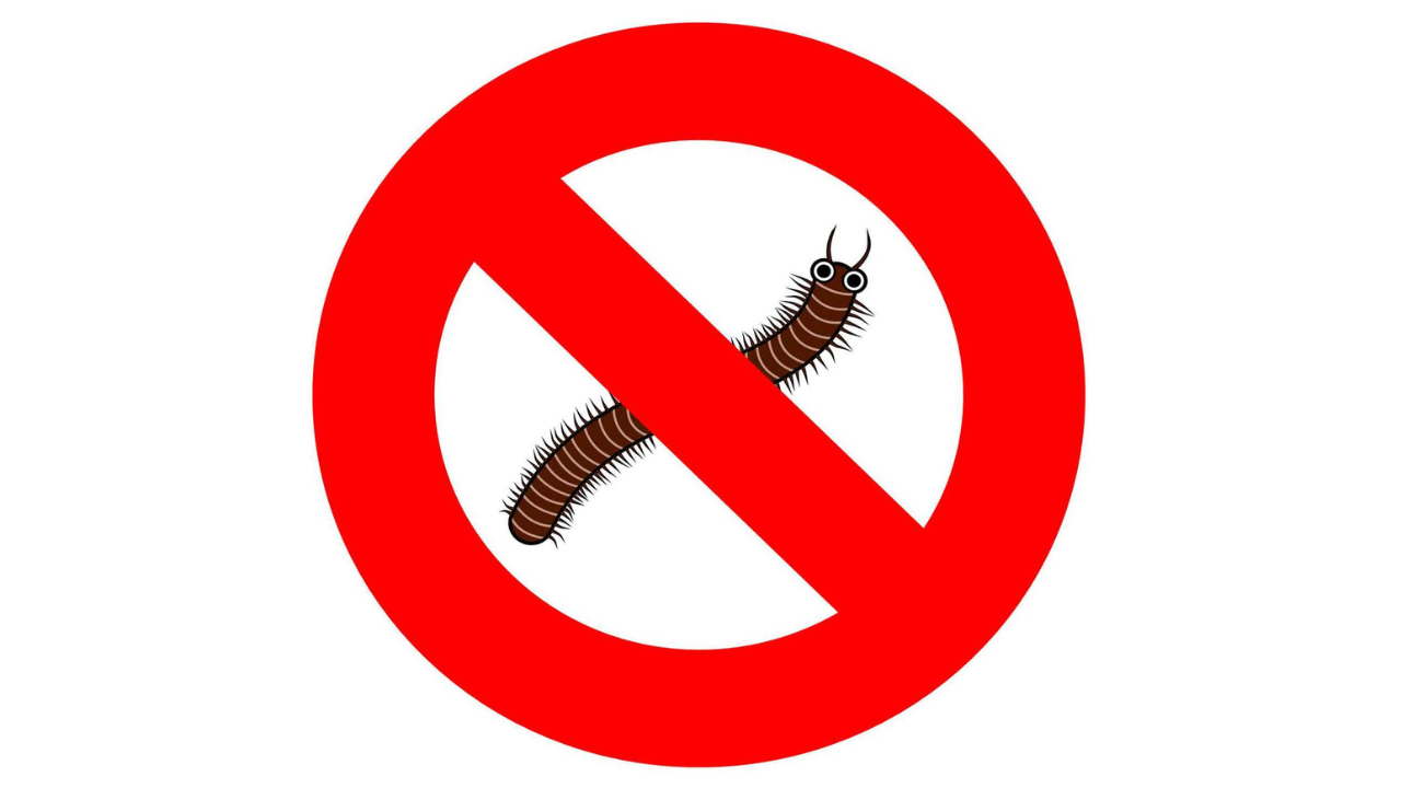 物件に大量発生するヤスデ 駆除を害虫駆除業者に頼みました 賃貸知識bank 物件に大量発生するヤスデ 駆除を害虫駆除業者に頼みました 賃貸知識bank